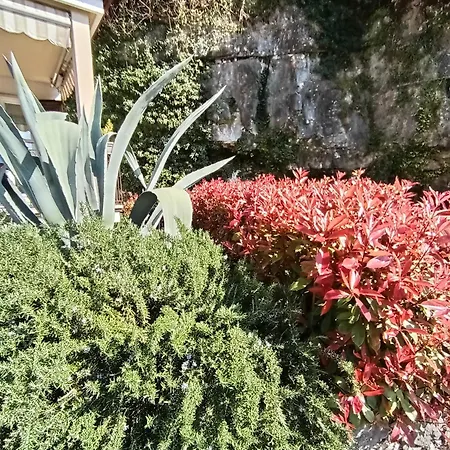 Citrus Brenzone sul Garda